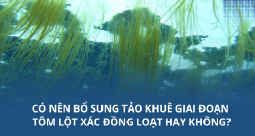Có nên bổ sung tảo khuê giai đoạn tôm lột xác đồng loạt hay không?